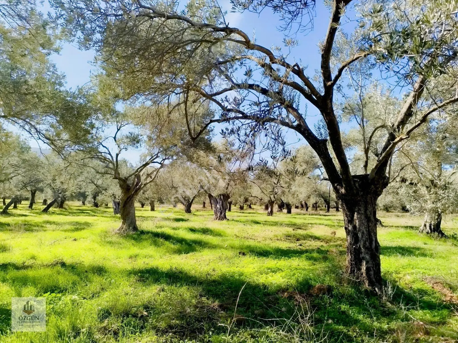 Özgünden İskele Üstünde Eşsiz Lokasyonlu 2666 M2 Yola Cepheli — fotoğraf 14