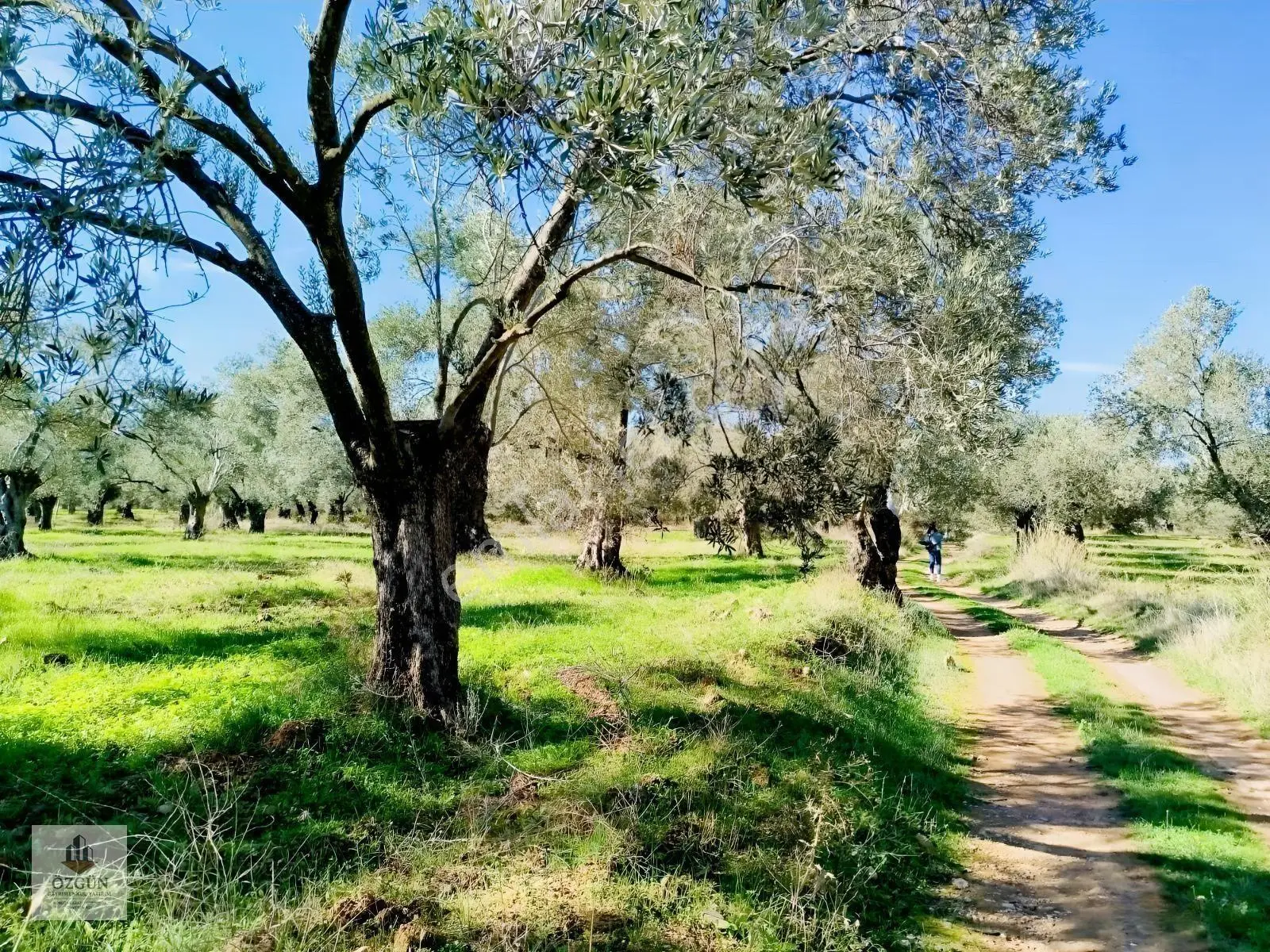 Özgünden İskele Üstünde Eşsiz Lokasyonlu 2666 M2 Yola Cepheli — fotoğraf 15