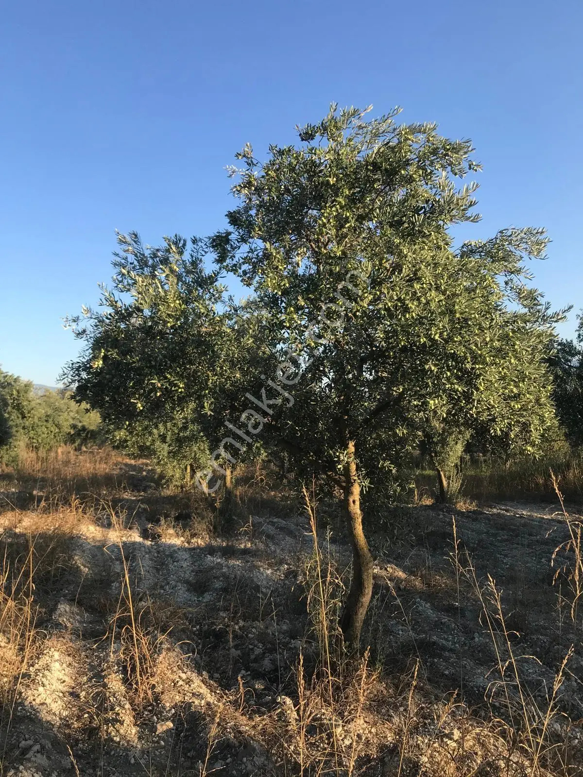 Bozdoğan Ziyaretli'de Satılık 3048 M² Verimli Zeytinlik — fotoğraf 2