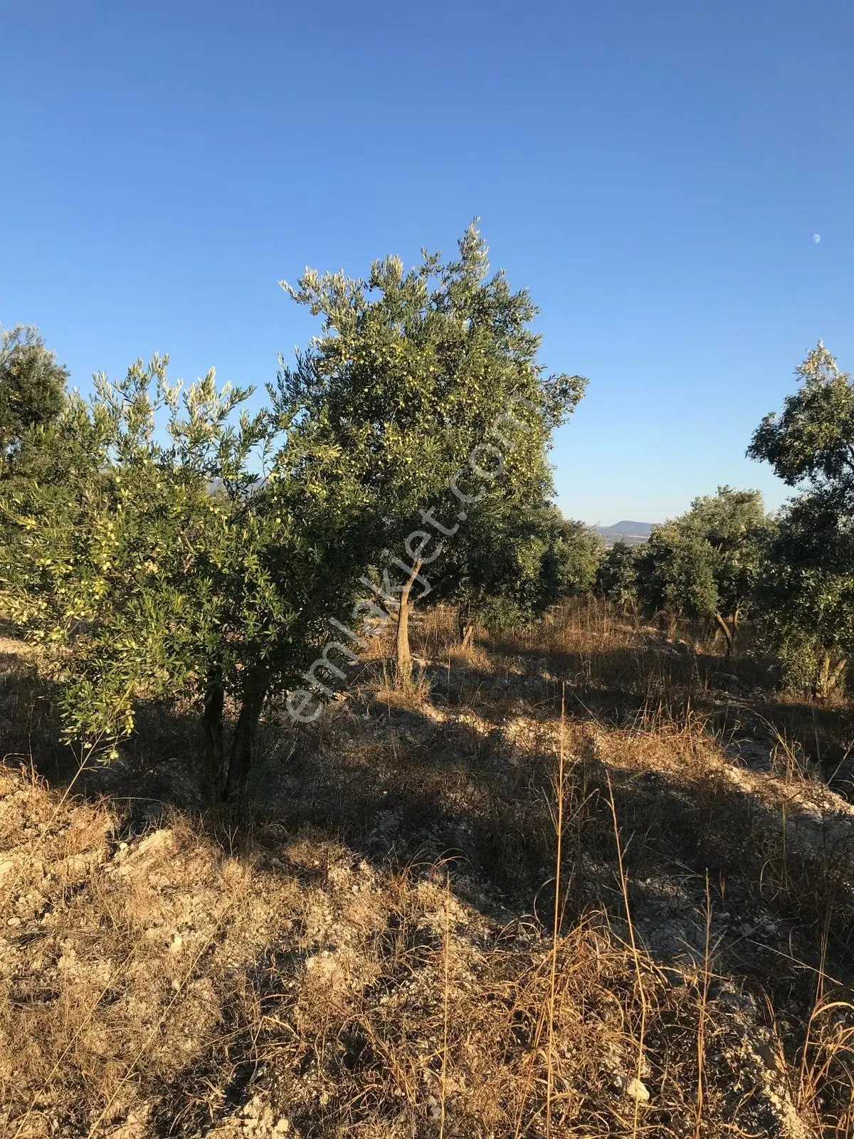 Bozdoğan Ziyaretli'de Satılık 3048 M² Verimli Zeytinlik — fotoğraf 3