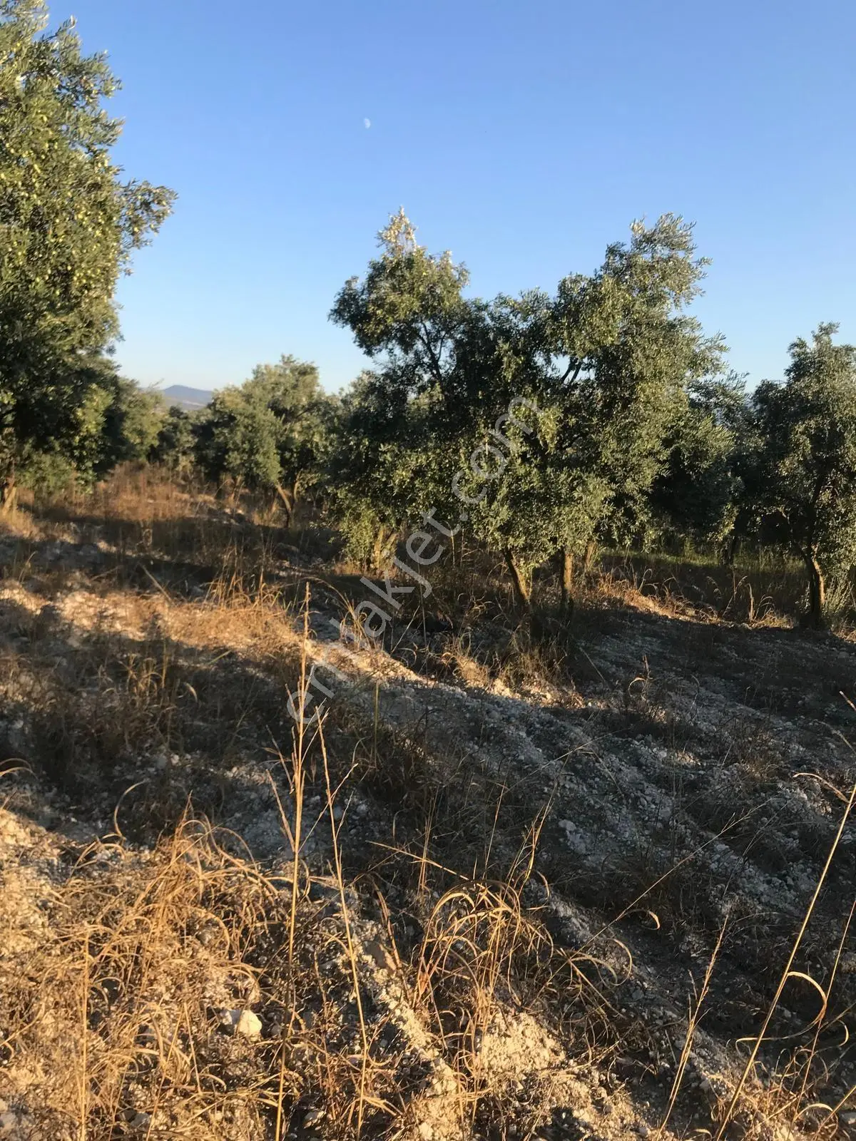 Bozdoğan Ziyaretli'de Satılık 3048 M² Verimli Zeytinlik — fotoğraf 4