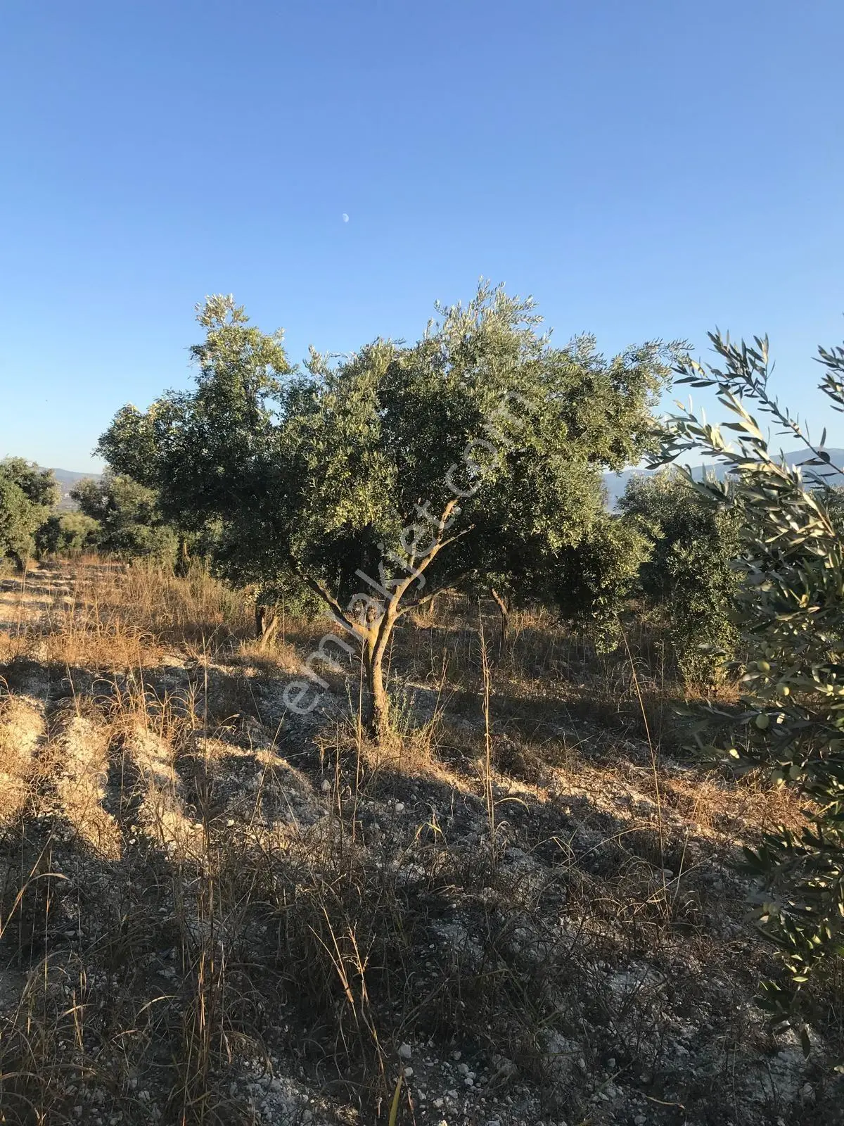 Bozdoğan Ziyaretli'de Satılık 3048 M² Verimli Zeytinlik — fotoğraf 5