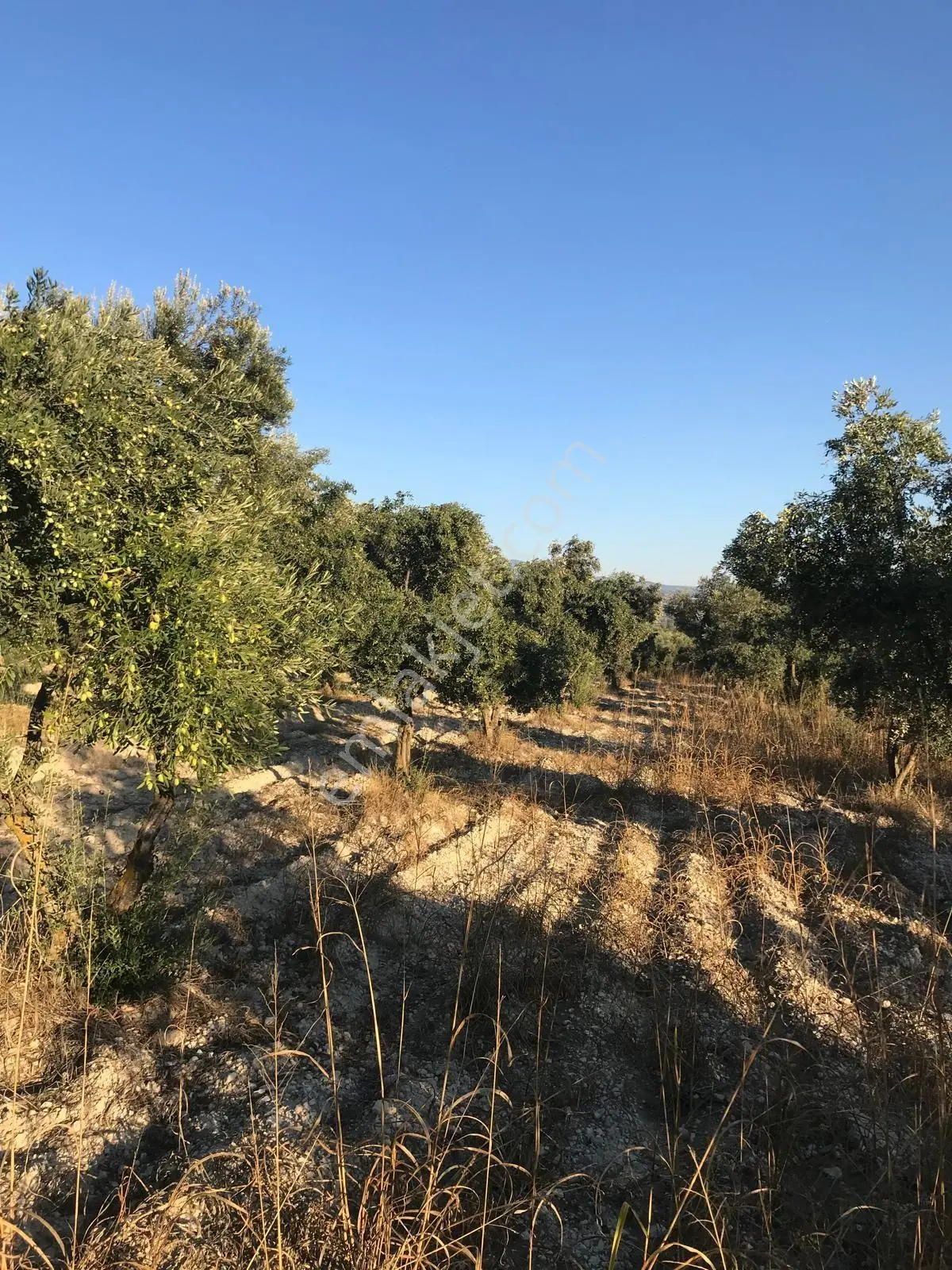 Bozdoğan Ziyaretli'de Satılık 3048 M² Verimli Zeytinlik — fotoğraf 6