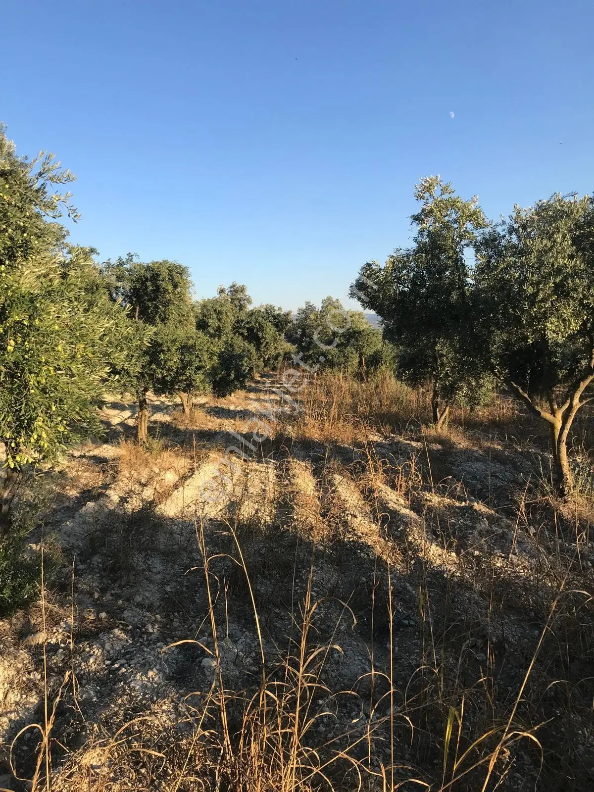 Bozdoğan Ziyaretli'de Satılık 3048 M² Verimli Zeytinlik — fotoğraf 7
