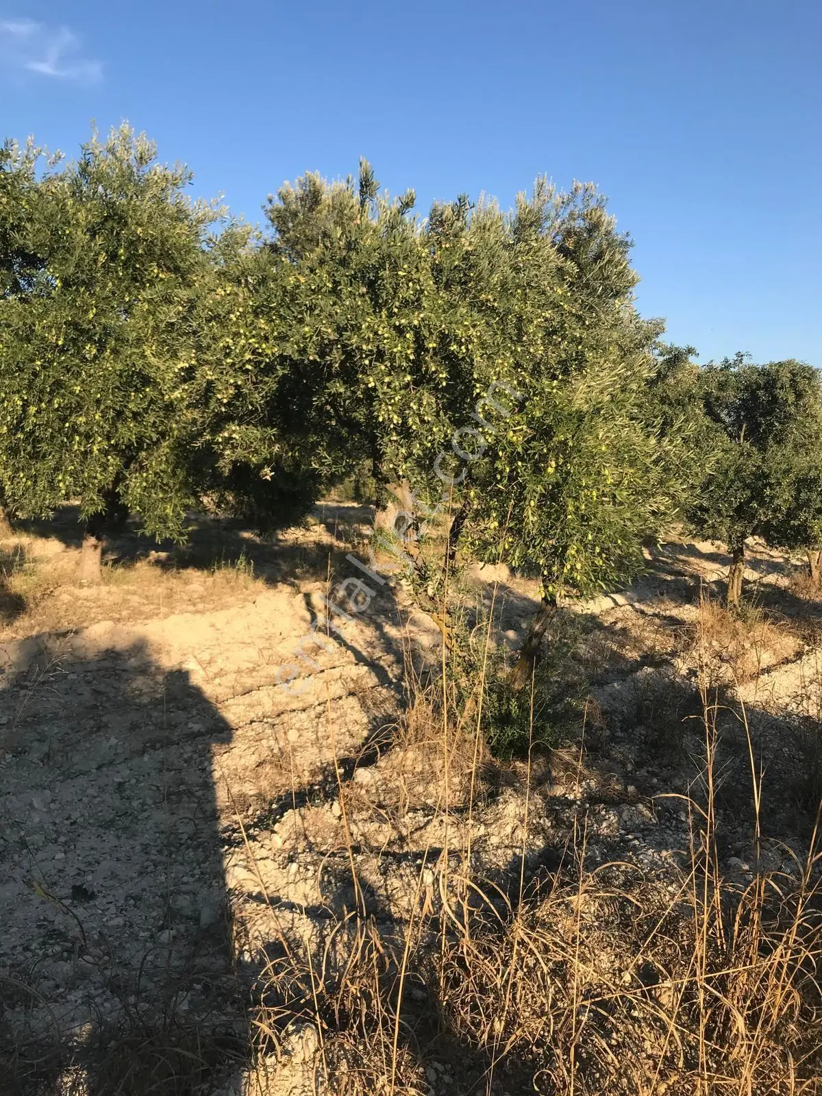 Bozdoğan Ziyaretli'de Satılık 3048 M² Verimli Zeytinlik — fotoğraf 8