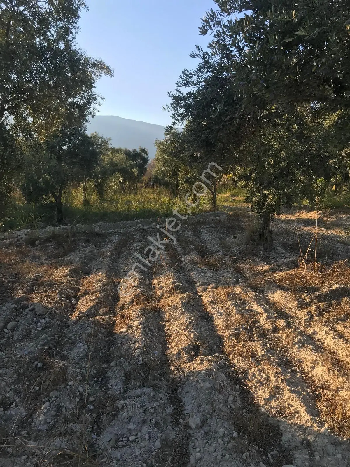 Bozdoğan Ziyaretli'de Satılık 3048 M² Verimli Zeytinlik — fotoğraf 9
