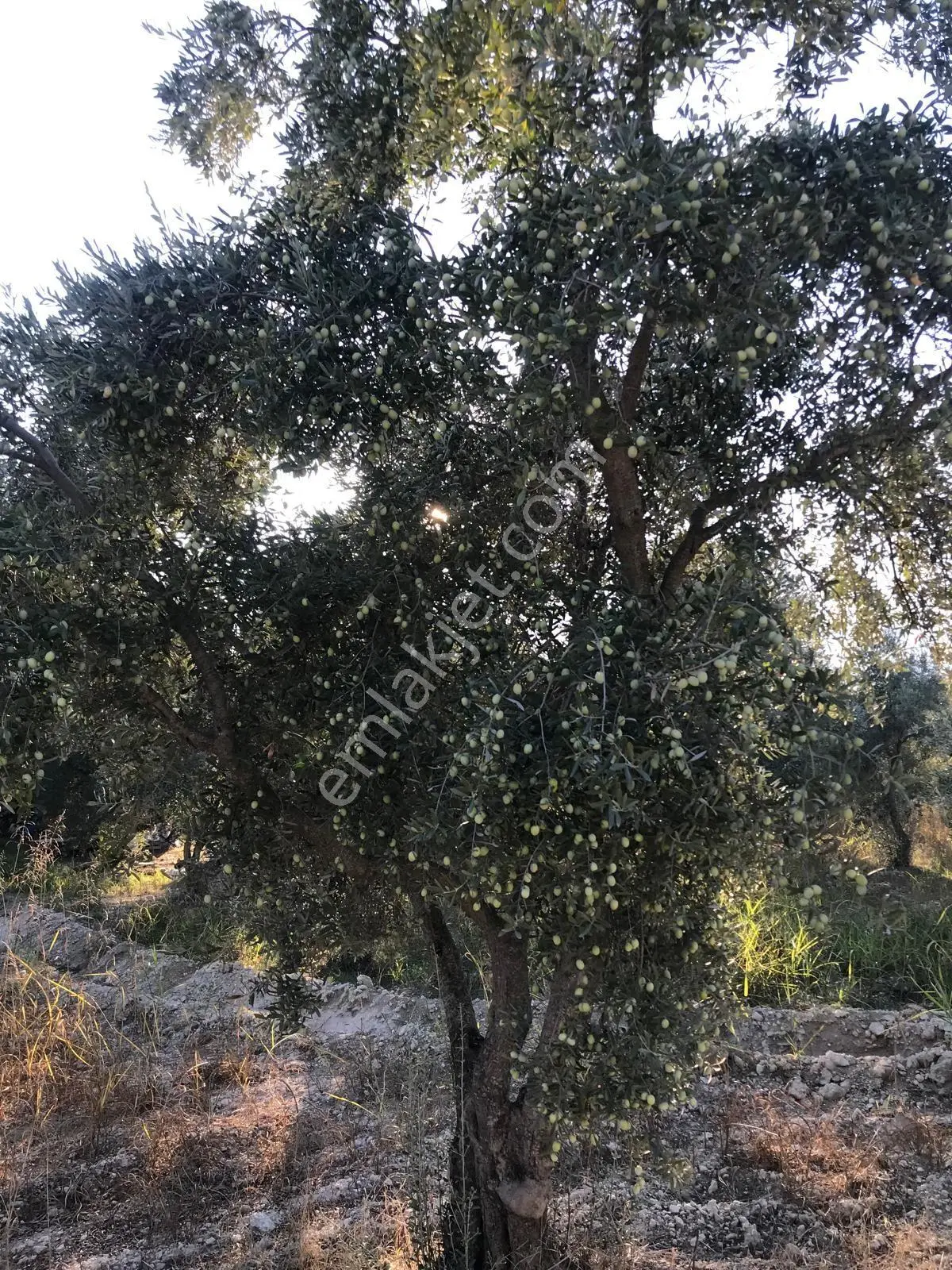 Bozdoğan Ziyaretli'de Satılık 3048 M² Verimli Zeytinlik — fotoğraf 10