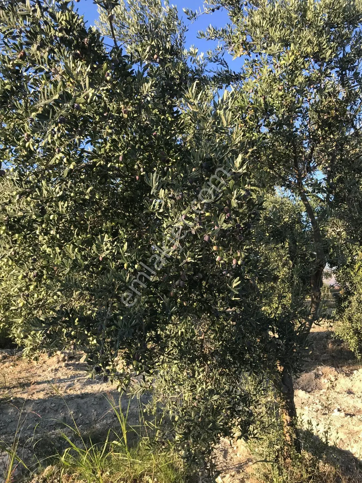 Bozdoğan Ziyaretli'de Satılık 3048 M² Verimli Zeytinlik — fotoğraf 12