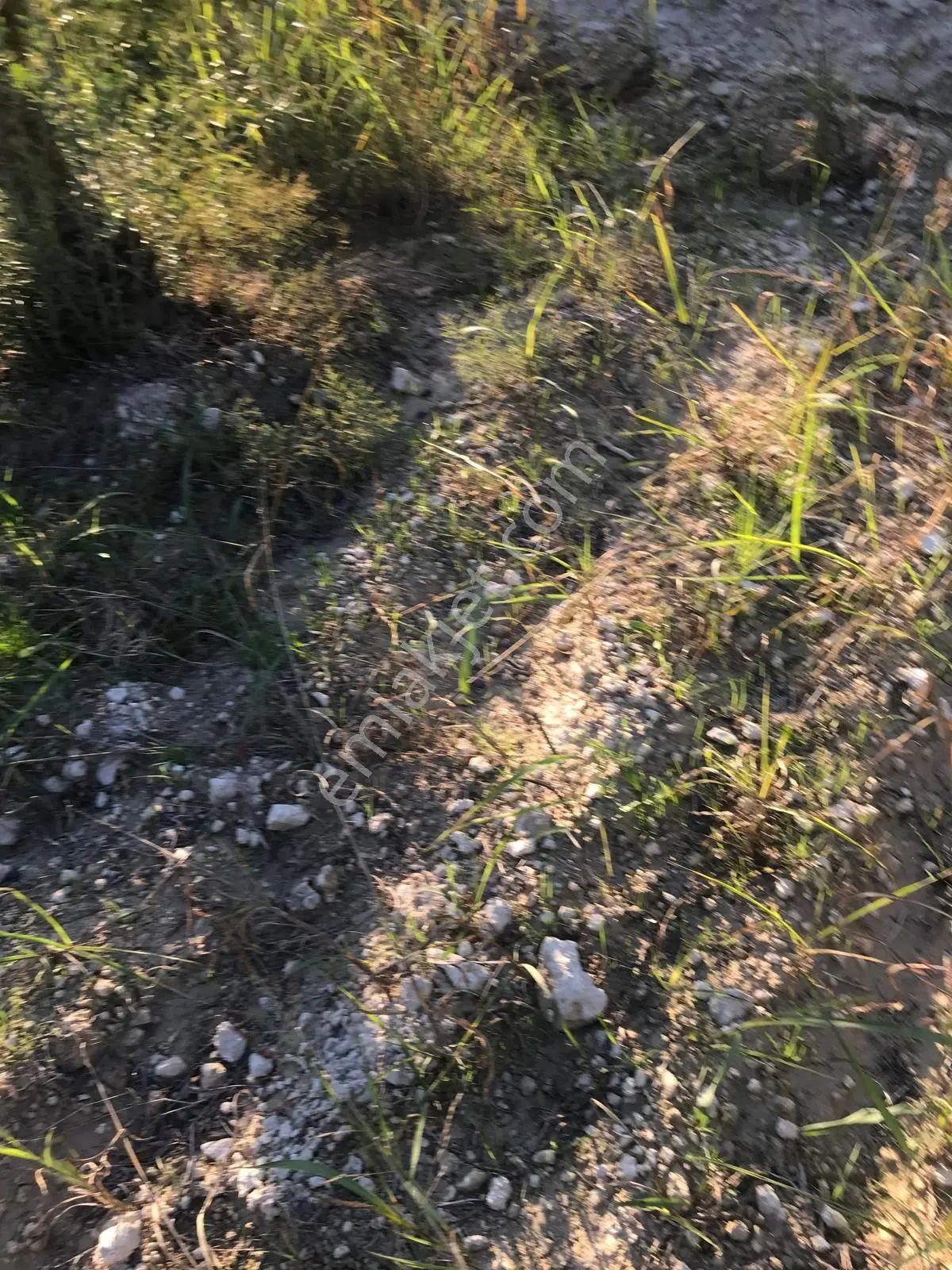 Bozdoğan Ziyaretli'de Satılık 3048 M² Verimli Zeytinlik — fotoğraf 13