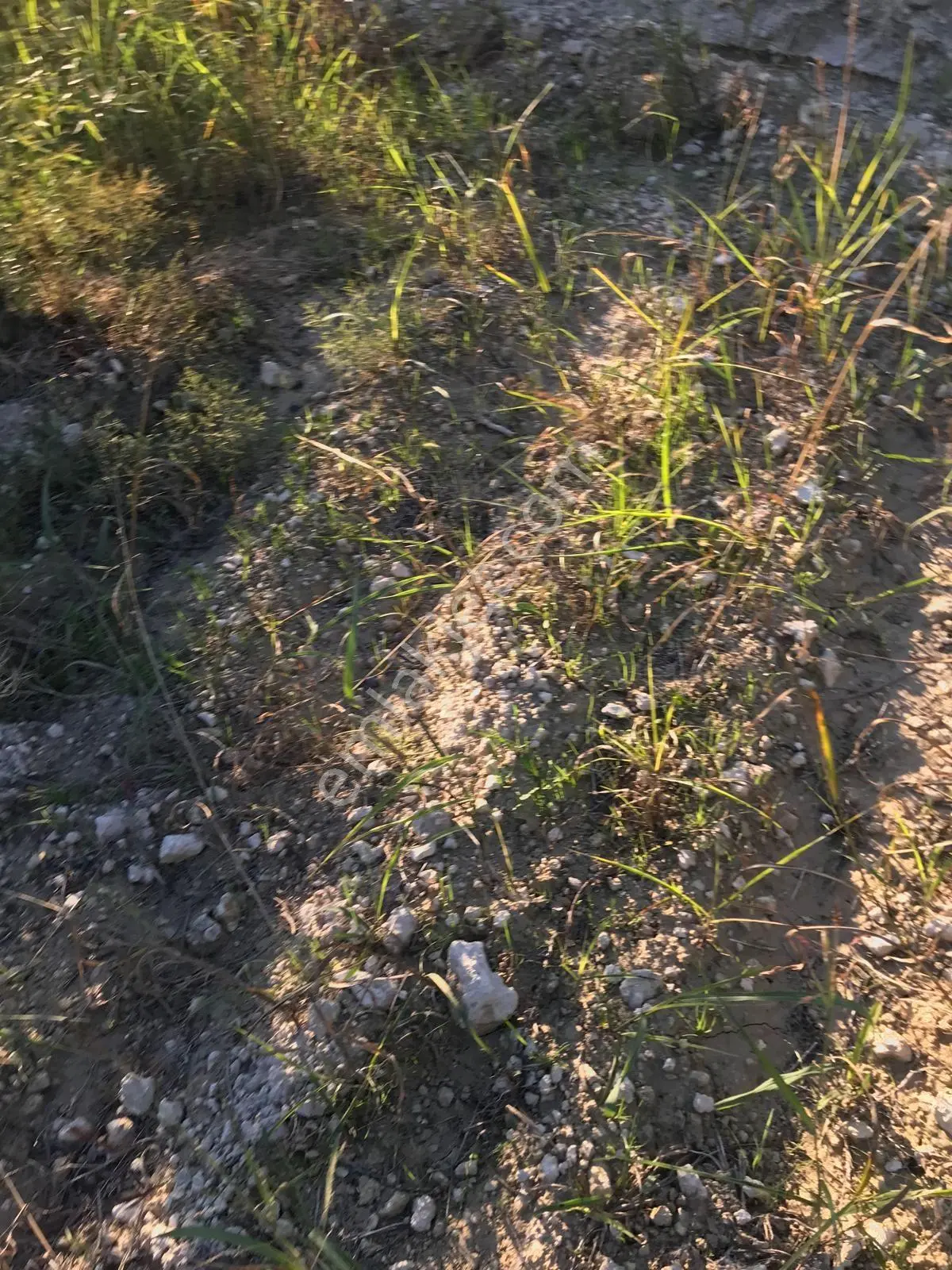 Bozdoğan Ziyaretli'de Satılık 3048 M² Verimli Zeytinlik — fotoğraf 14