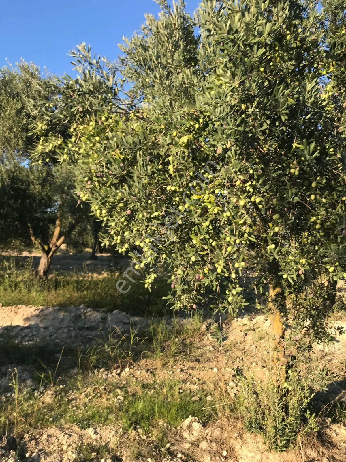 Bozdoğan Ziyaretli'de Satılık 3048 M² Verimli Zeytinlik — fotoğraf 15
