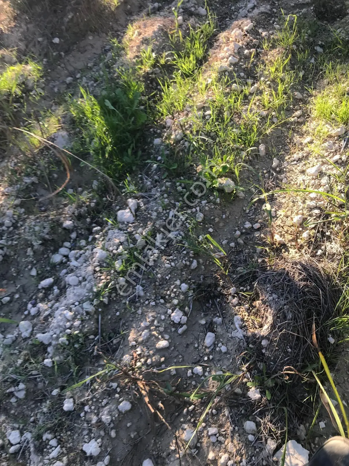 Bozdoğan Ziyaretli'de Satılık 3048 M² Verimli Zeytinlik — fotoğraf 17