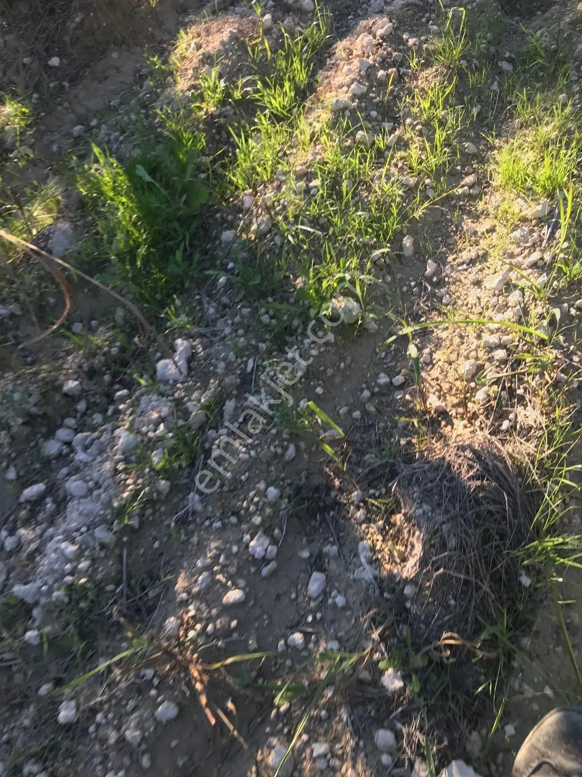 Bozdoğan Ziyaretli'de Satılık 3048 M² Verimli Zeytinlik — fotoğraf 18