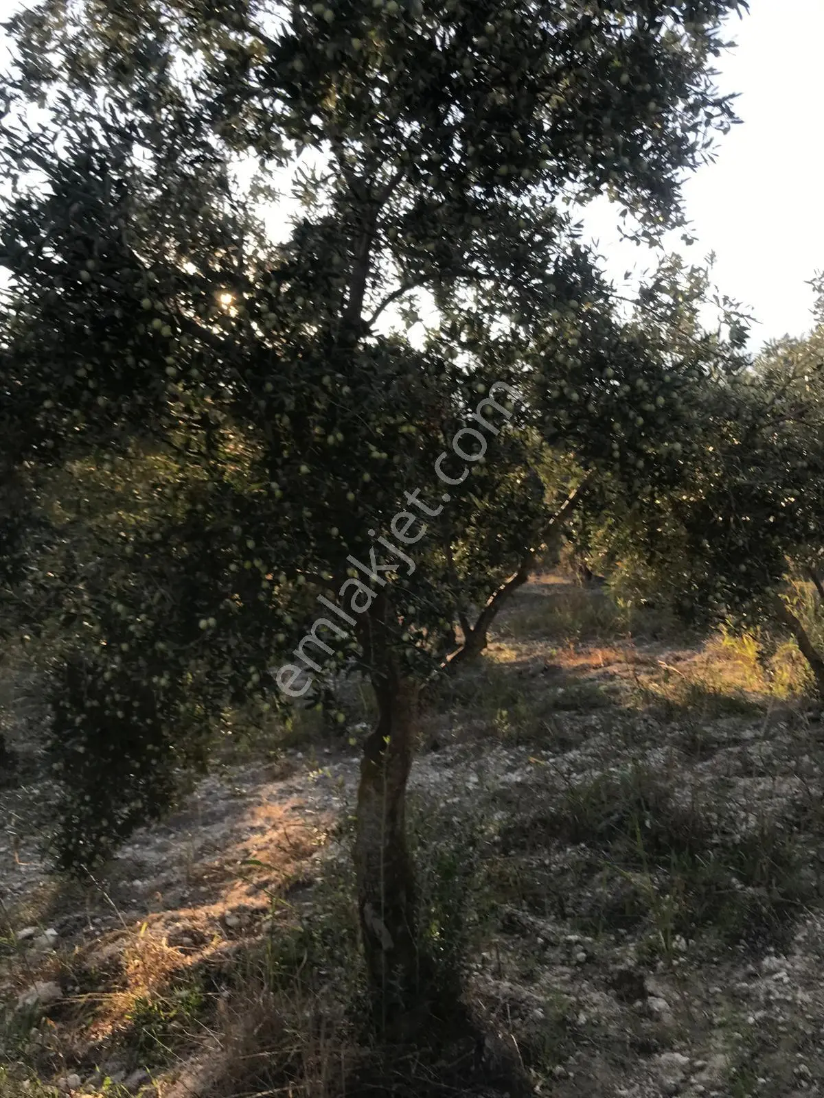 Bozdoğan Ziyaretli'de Satılık 3048 M² Verimli Zeytinlik — fotoğraf 19