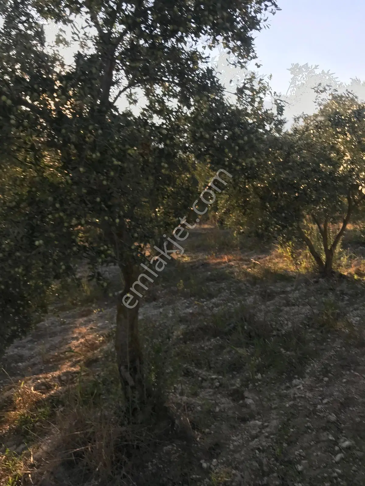 Bozdoğan Ziyaretli'de Satılık 3048 M² Verimli Zeytinlik — fotoğraf 20