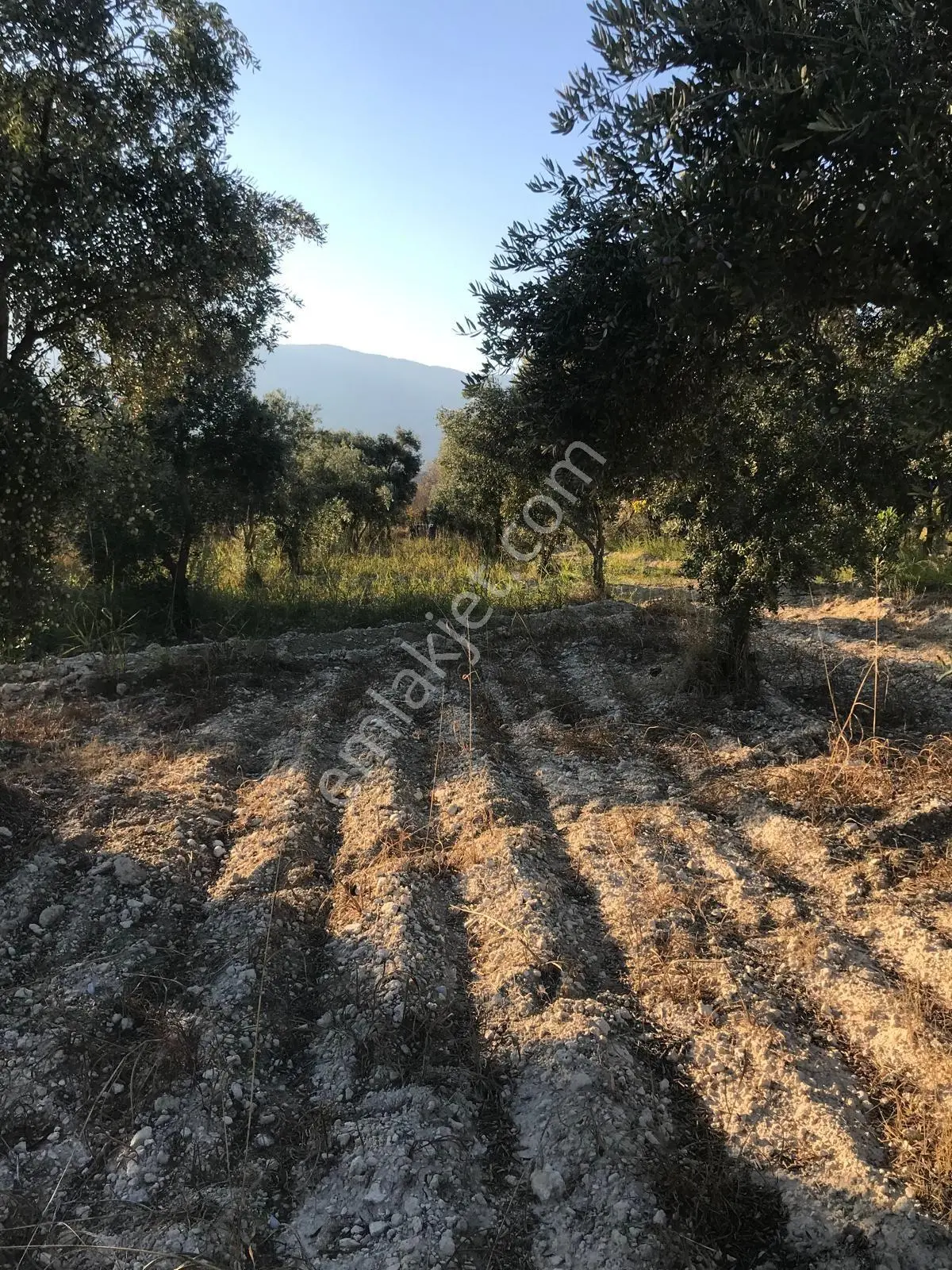 Bozdoğan Ziyaretli'de Satılık 3048 M² Verimli Zeytinlik — fotoğraf 21