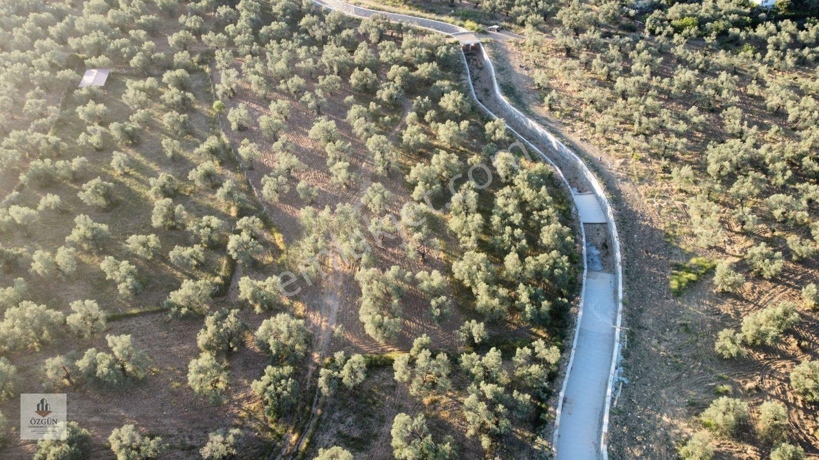 Özgünden Taylıeli Nde İskeleye Yakın 2832 M2 Yola Cepheli — fotoğraf 4