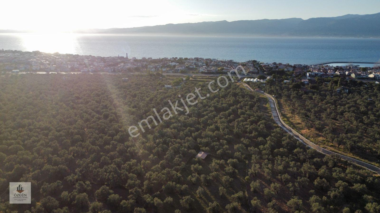 Özgünden Taylıeli Nde İskeleye Yakın 2832 M2 Yola Cepheli — fotoğraf 5
