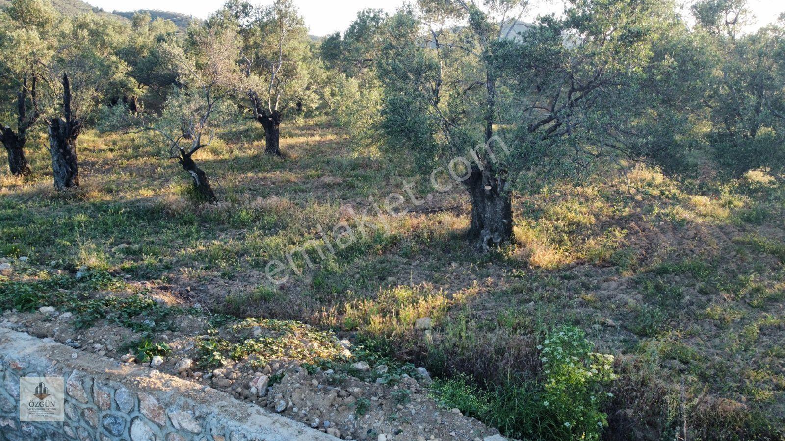 Özgünden Taylıeli Nde İskeleye Yakın 2832 M2 Yola Cepheli — fotoğraf 8