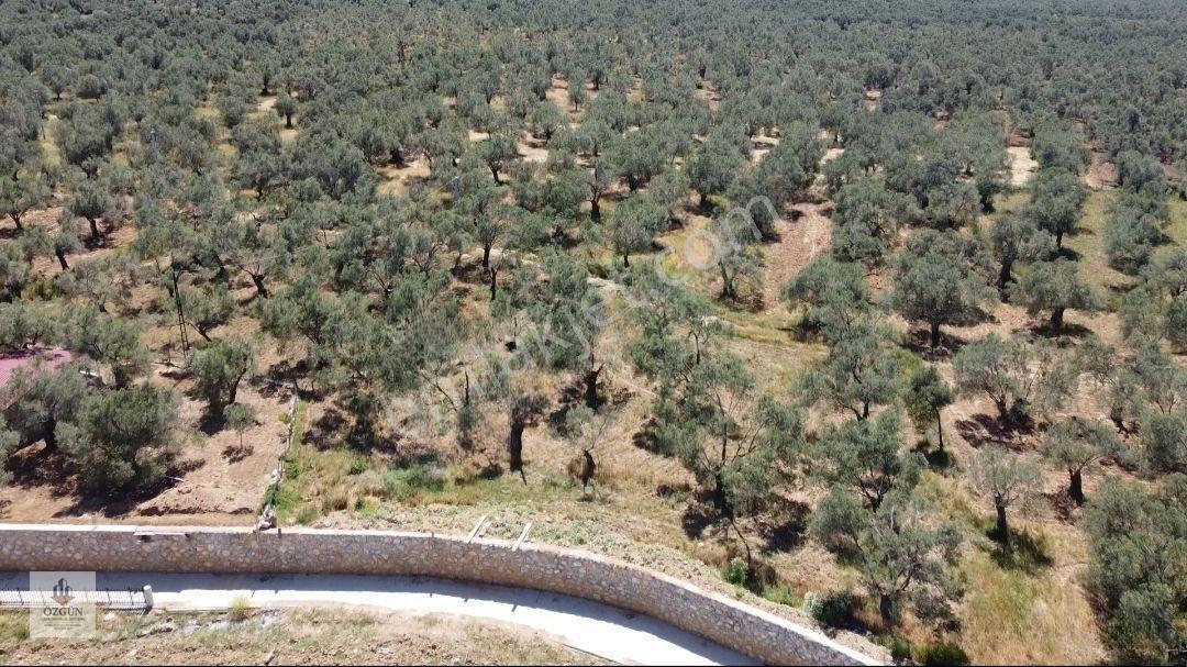Özgünden Taylıeli Nde İskeleye Yakın 2832 M2 Yola Cepheli — fotoğraf 11