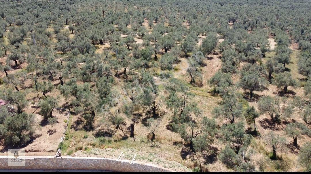 Özgünden Taylıeli Nde İskeleye Yakın 2832 M2 Yola Cepheli — fotoğraf 12