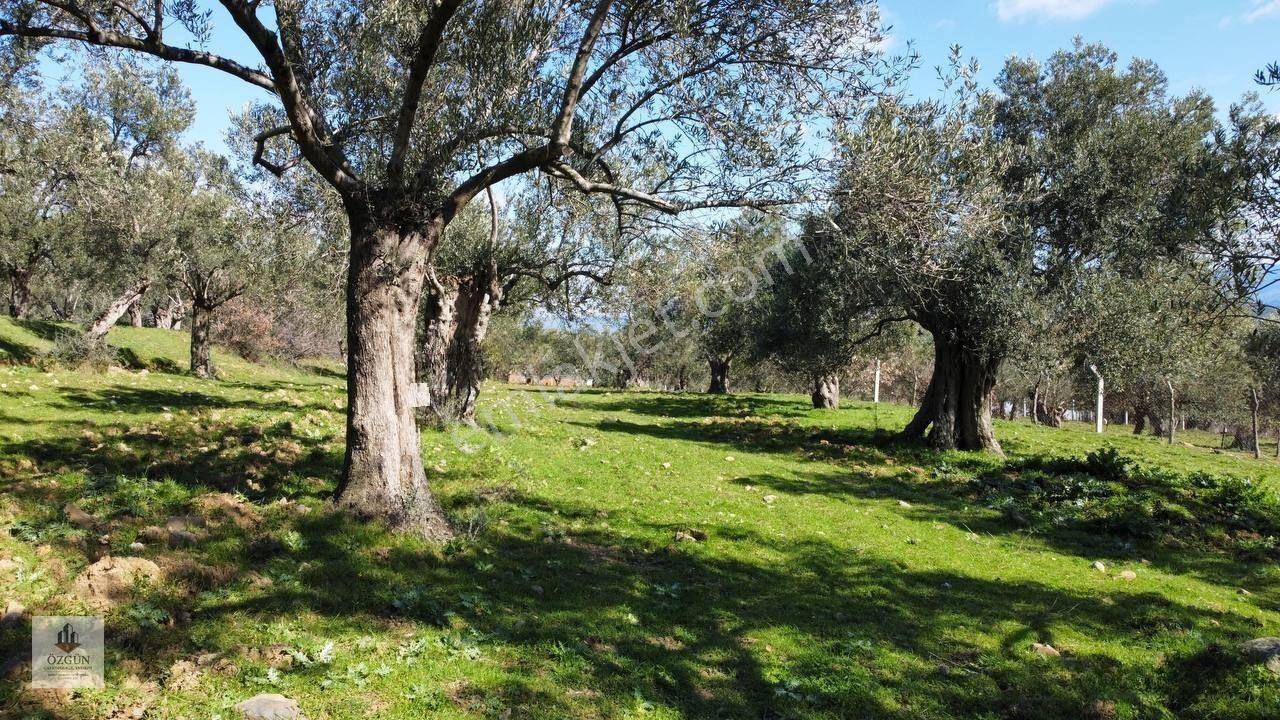 Şahinler Köy Kenarında,suya Ve Elektriğe Yakın 1616 M² Zeytinlik — fotoğraf 2
