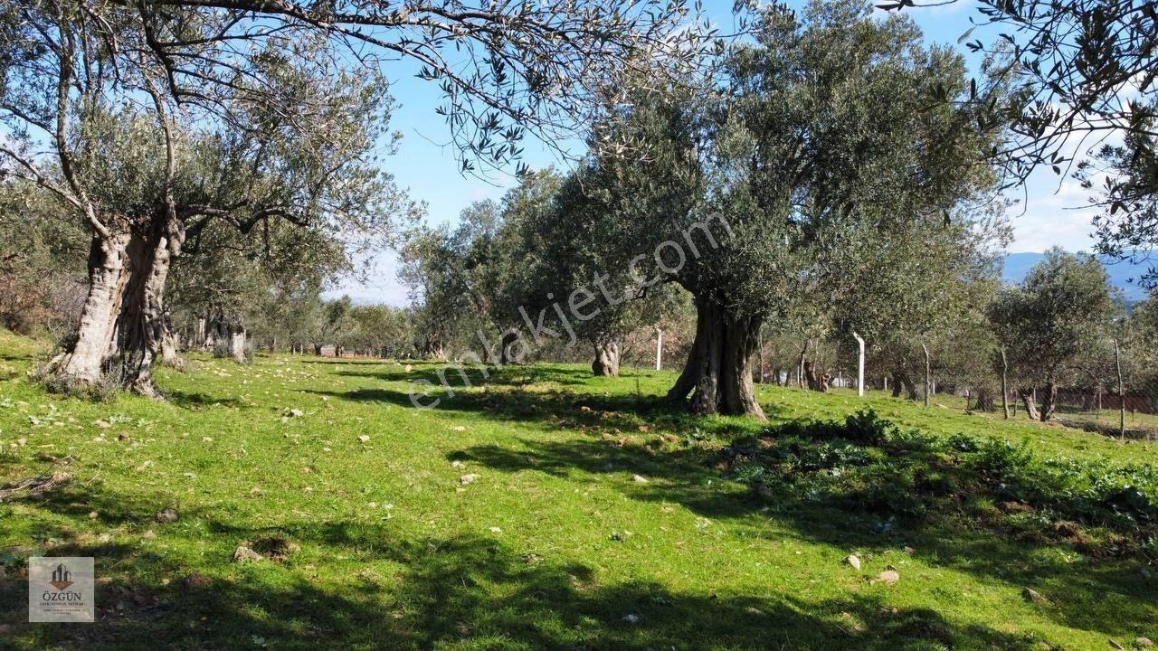Şahinler Köy Kenarında,suya Ve Elektriğe Yakın 1616 M² Zeytinlik — fotoğraf 3