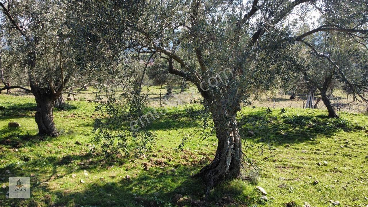 Şahinler Köy Kenarında,suya Ve Elektriğe Yakın 1616 M² Zeytinlik — fotoğraf 5
