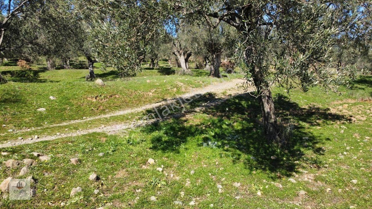 Şahinler Köy Kenarında,suya Ve Elektriğe Yakın 1616 M² Zeytinlik — fotoğraf 6