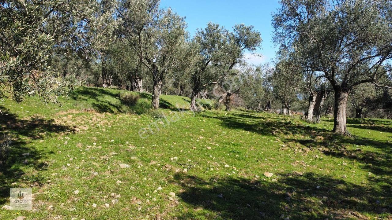 Şahinler Köy Kenarında,suya Ve Elektriğe Yakın 1616 M² Zeytinlik — fotoğraf 7