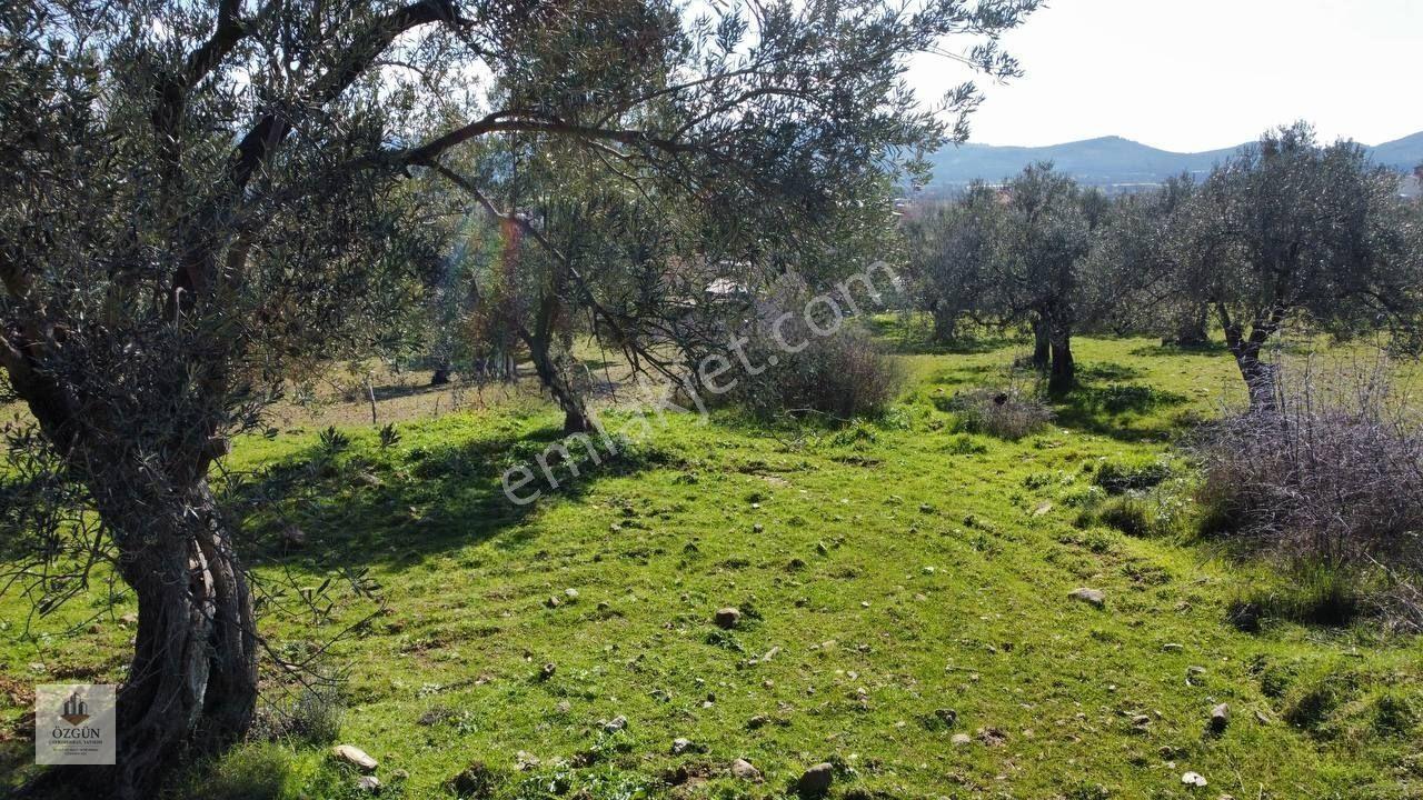 Şahinler Köy Kenarında,suya Ve Elektriğe Yakın 1616 M² Zeytinlik — fotoğraf 9