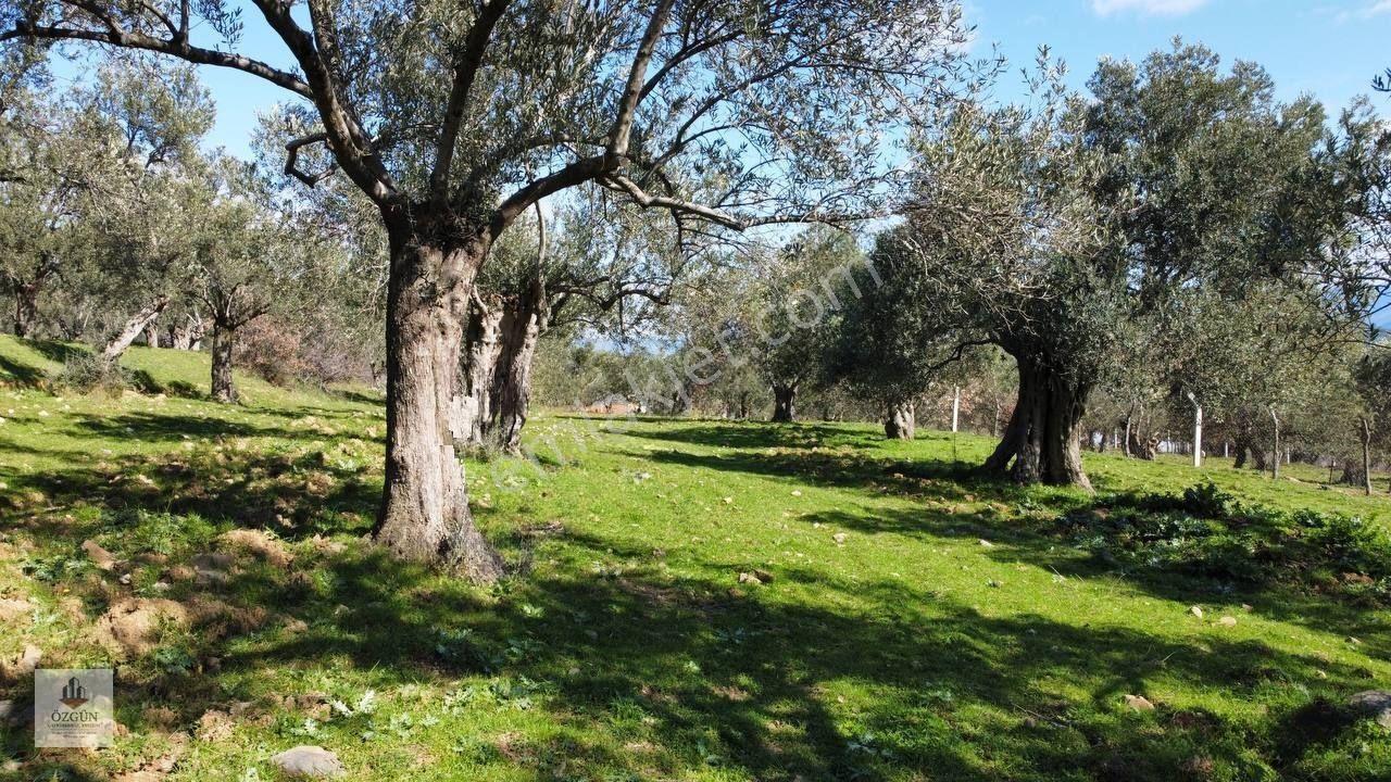 Şahinler Köy Kenarında,suya Ve Elektriğe Yakın 1616 M² Zeytinlik — fotoğraf 13