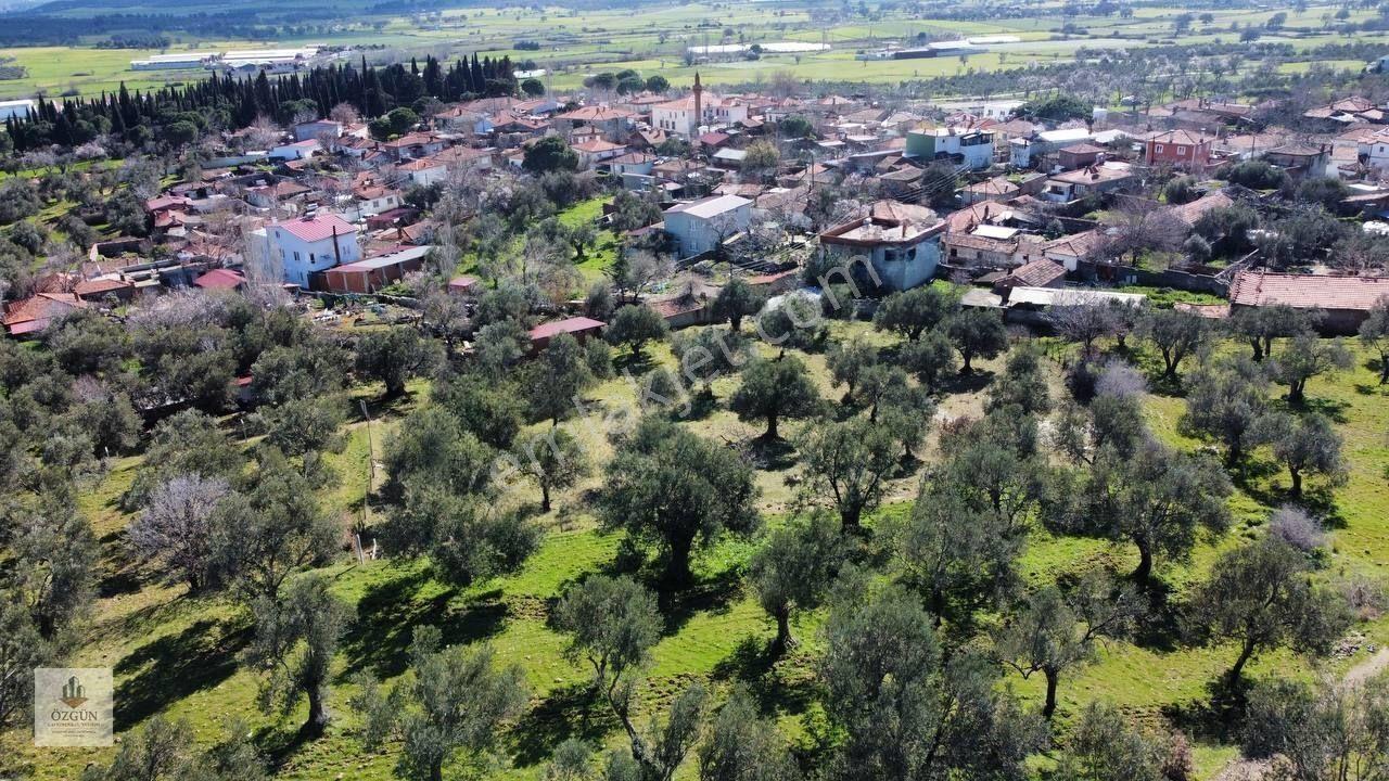 Şahinler Köy Kenarında,suya Ve Elektriğe Yakın 1616 M² Zeytinlik — fotoğraf 14
