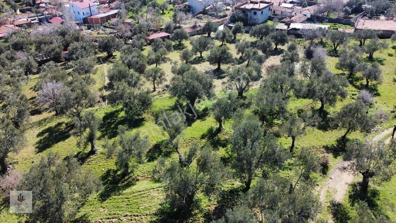 Şahinler Köy Kenarında,suya Ve Elektriğe Yakın 1616 M² Zeytinlik — fotoğraf 17