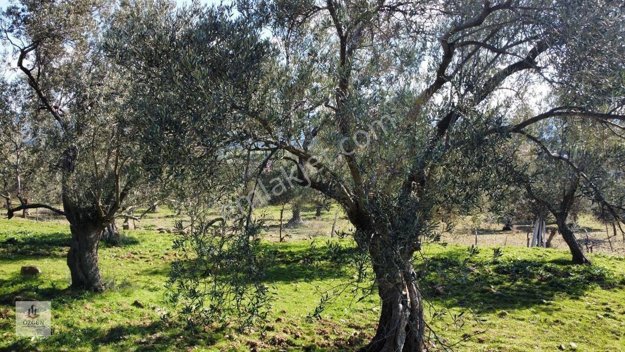 Şahinler Köy Kenarında,suya Ve Elektriğe Yakın 1616 M² Zeytinlik — fotoğraf 18