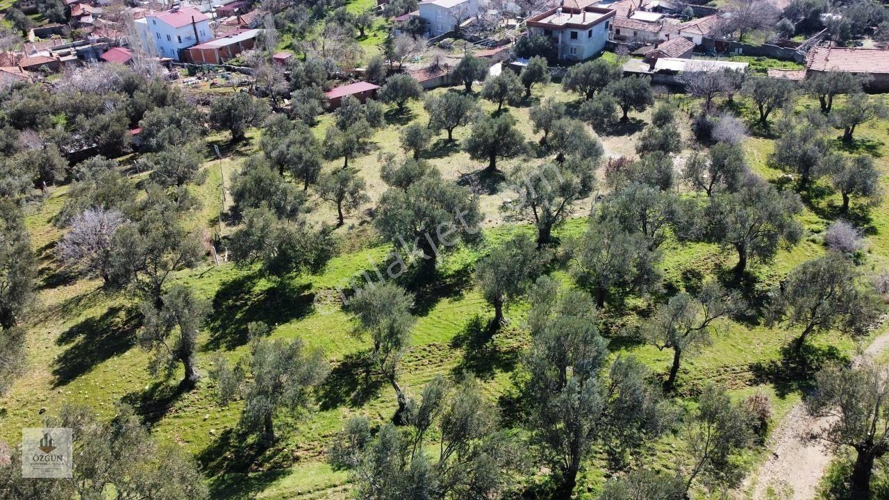 Şahinler Köy Kenarında,suya Ve Elektriğe Yakın 1616 M² Zeytinlik — fotoğraf 21