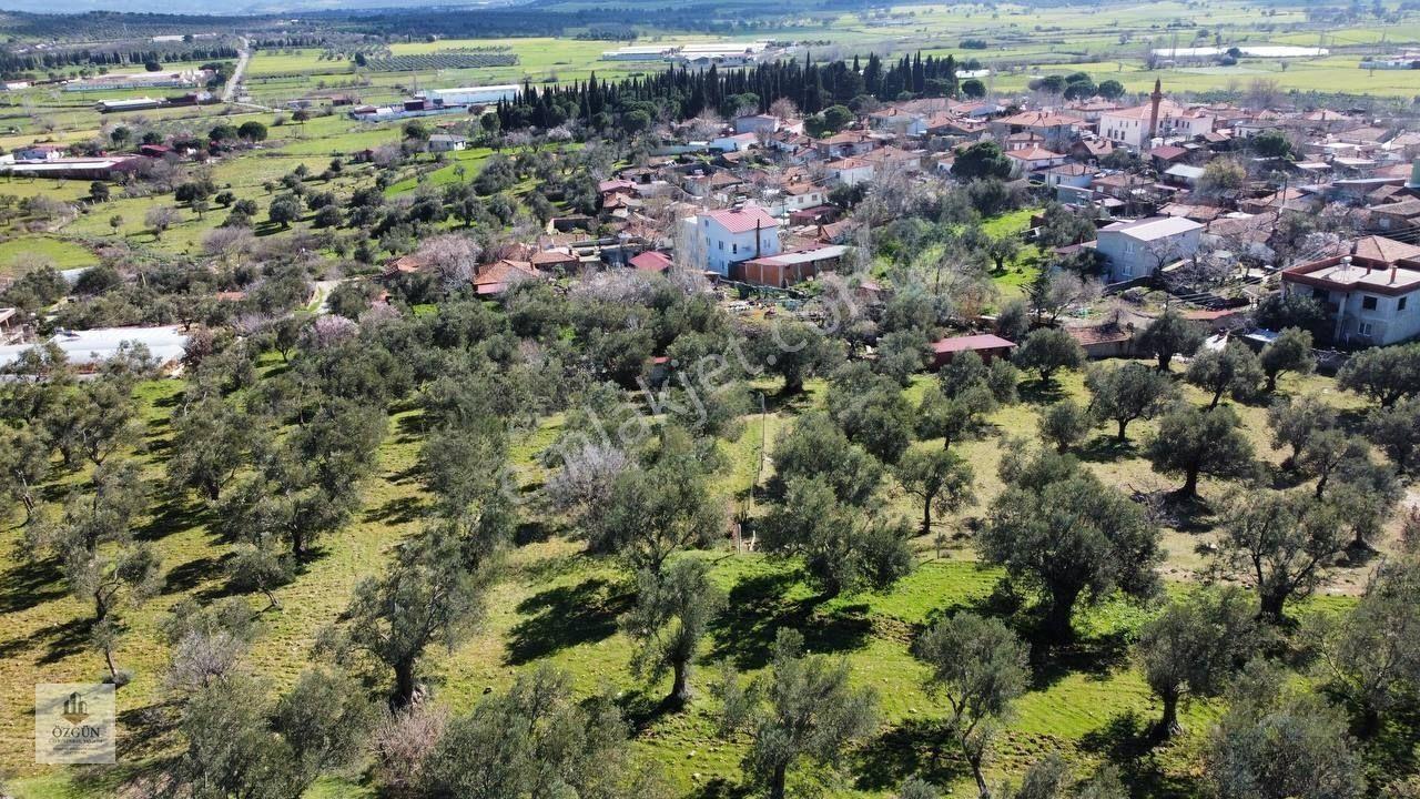 Şahinler Köy Kenarında,suya Ve Elektriğe Yakın 1616 M² Zeytinlik — fotoğraf 22