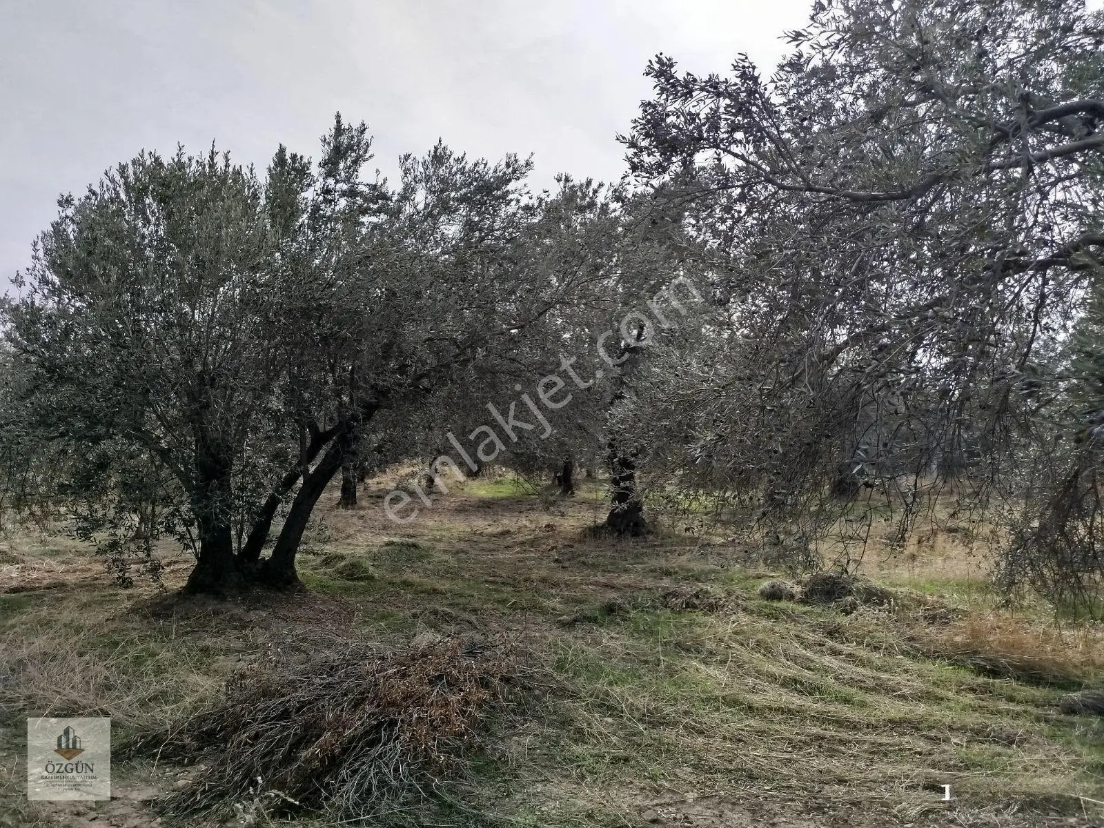 Özgünden ''uygun Fiyatlı'' Kızıklıya Yakın Su Yanında Zeytinlik — fotoğraf 24