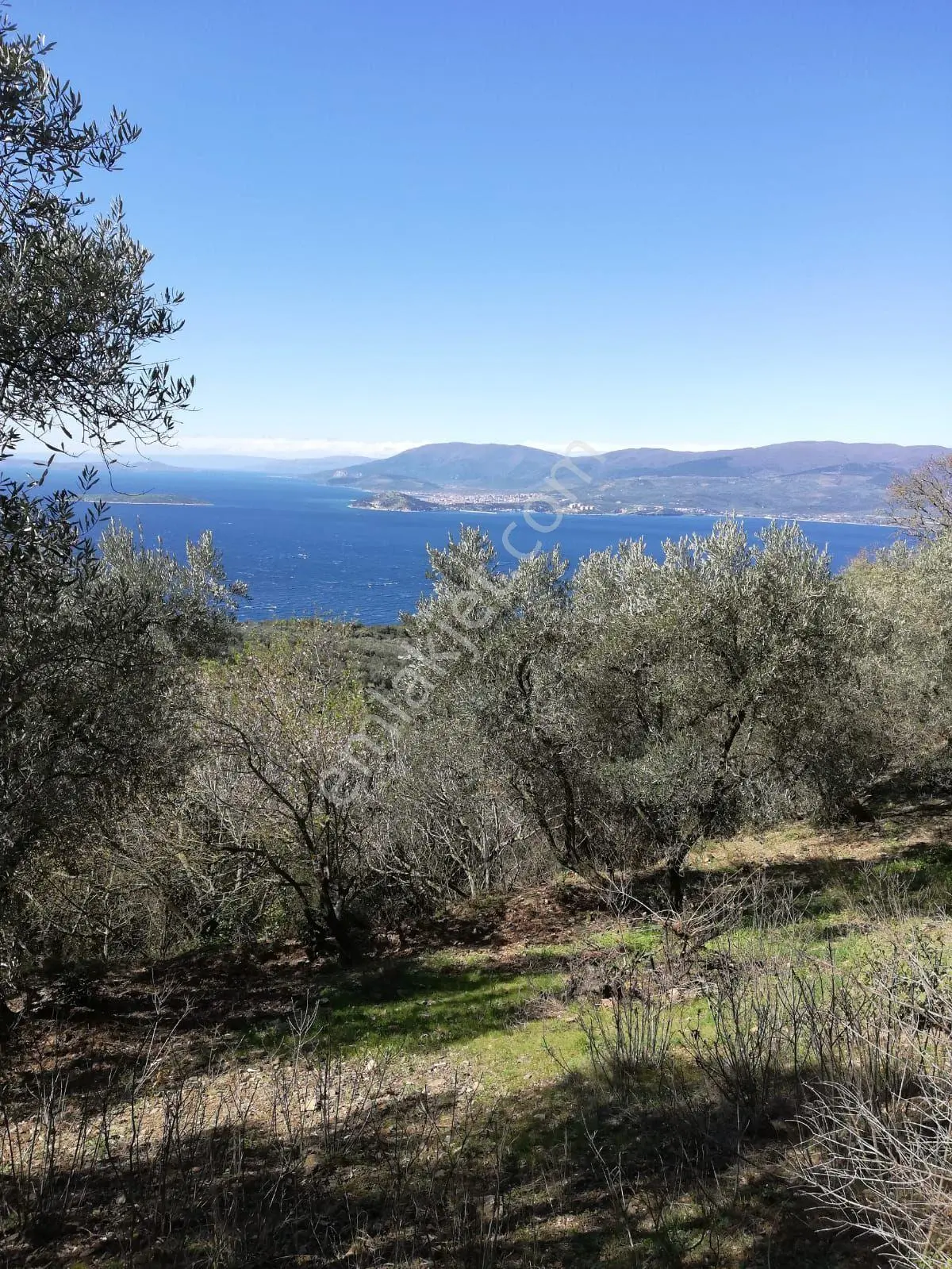 Bandırma Edincikte 1188 M Zeytinlik