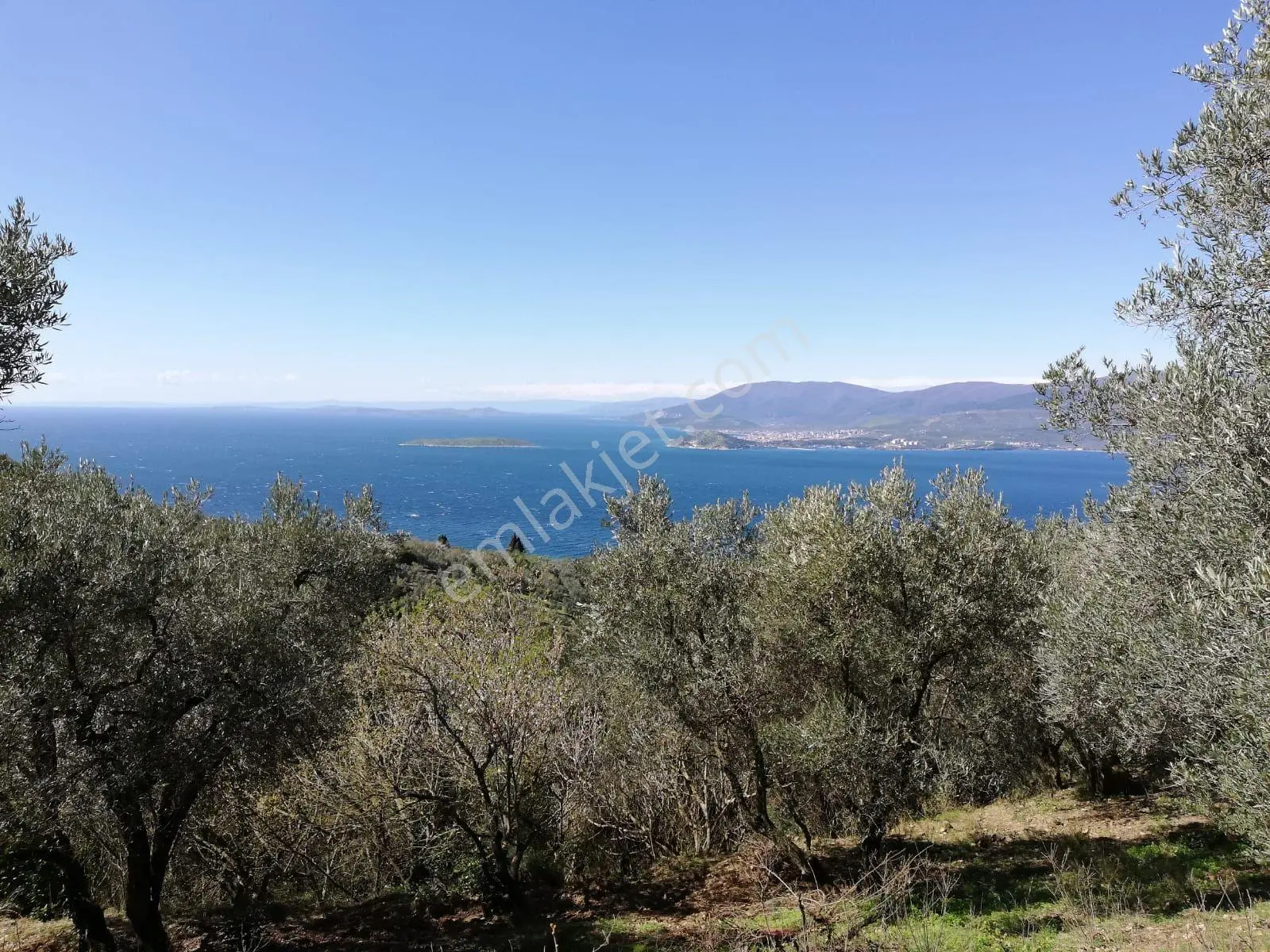 Bandırma Edincikte 1188 M Zeytinlik — fotoğraf 2
