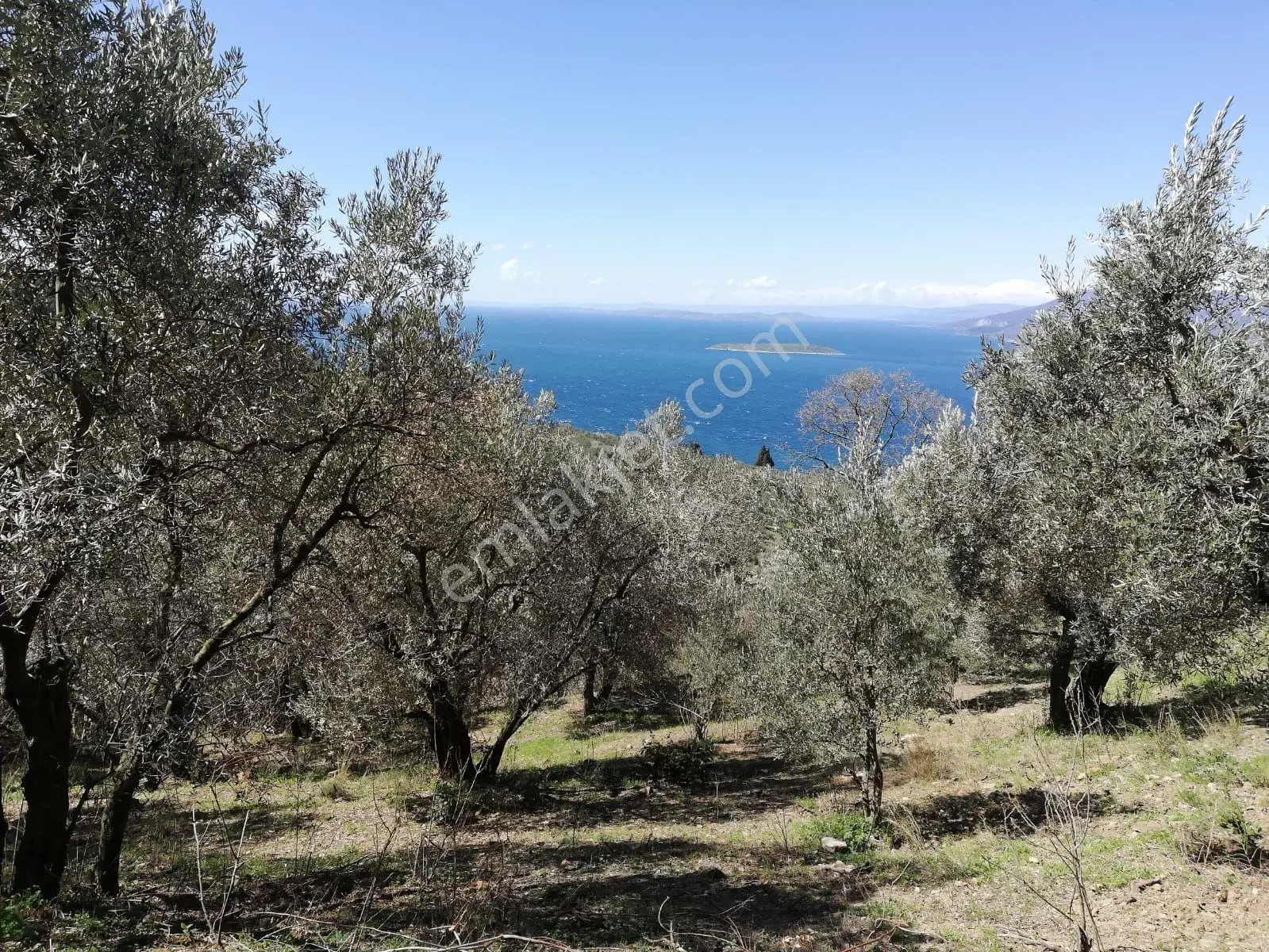 Bandırma Edincikte 1188 M Zeytinlik — fotoğraf 3
