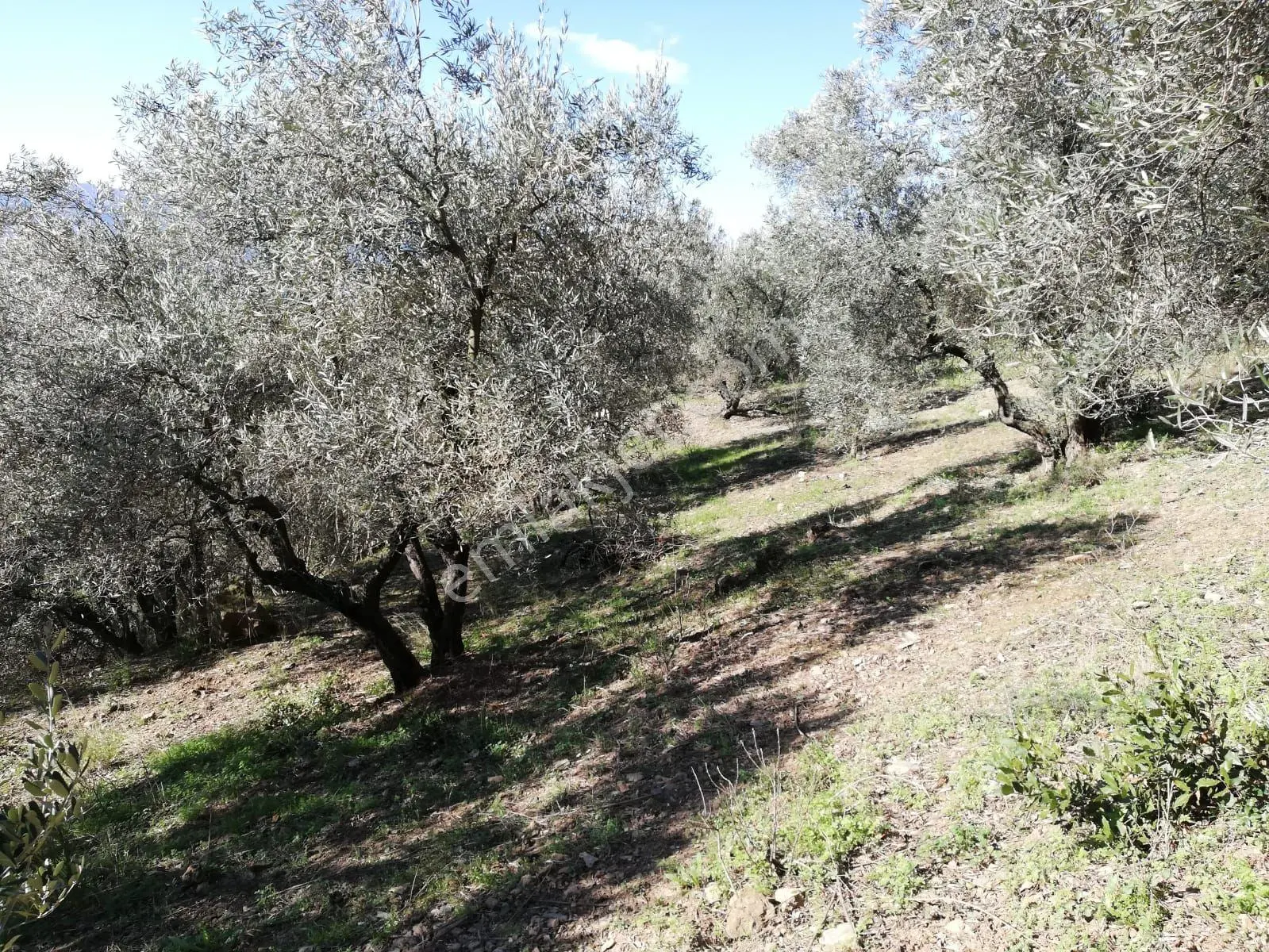 Bandırma Edincikte 1188 M Zeytinlik — fotoğraf 4