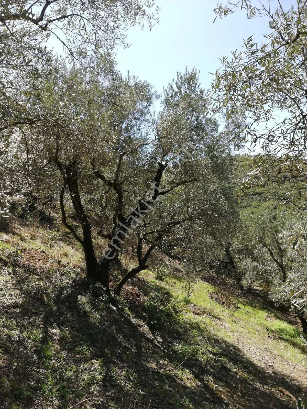 Bandırma Edincikte 1188 M Zeytinlik — fotoğraf 5