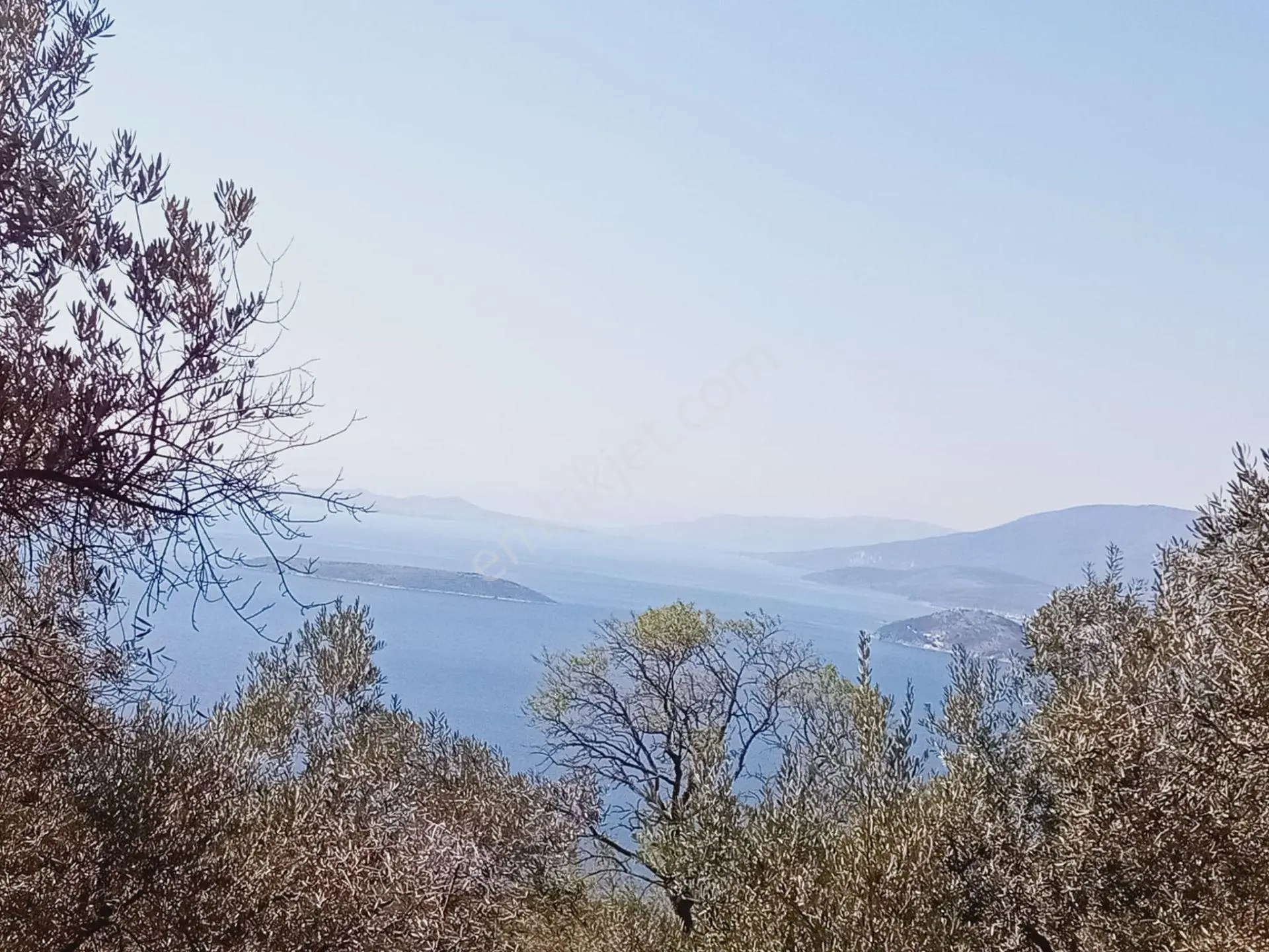 Bandırma Edincikte 1188 M Zeytinlik — fotoğraf 6