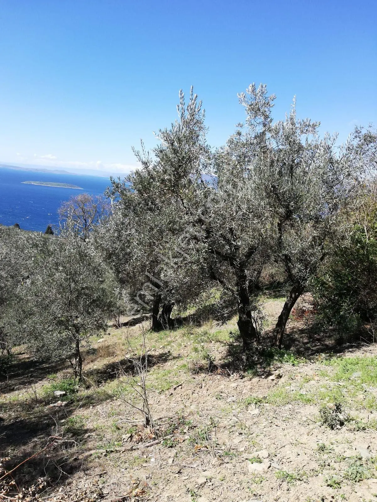 Bandırma Edincikte 1188 M Zeytinlik — fotoğraf 7