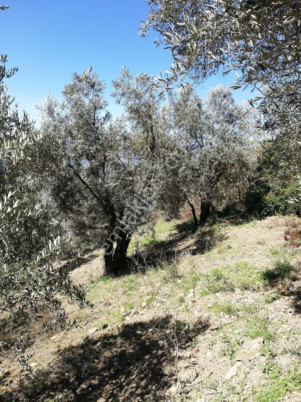 Bandırma Edincikte 1188 M Zeytinlik — fotoğraf 8