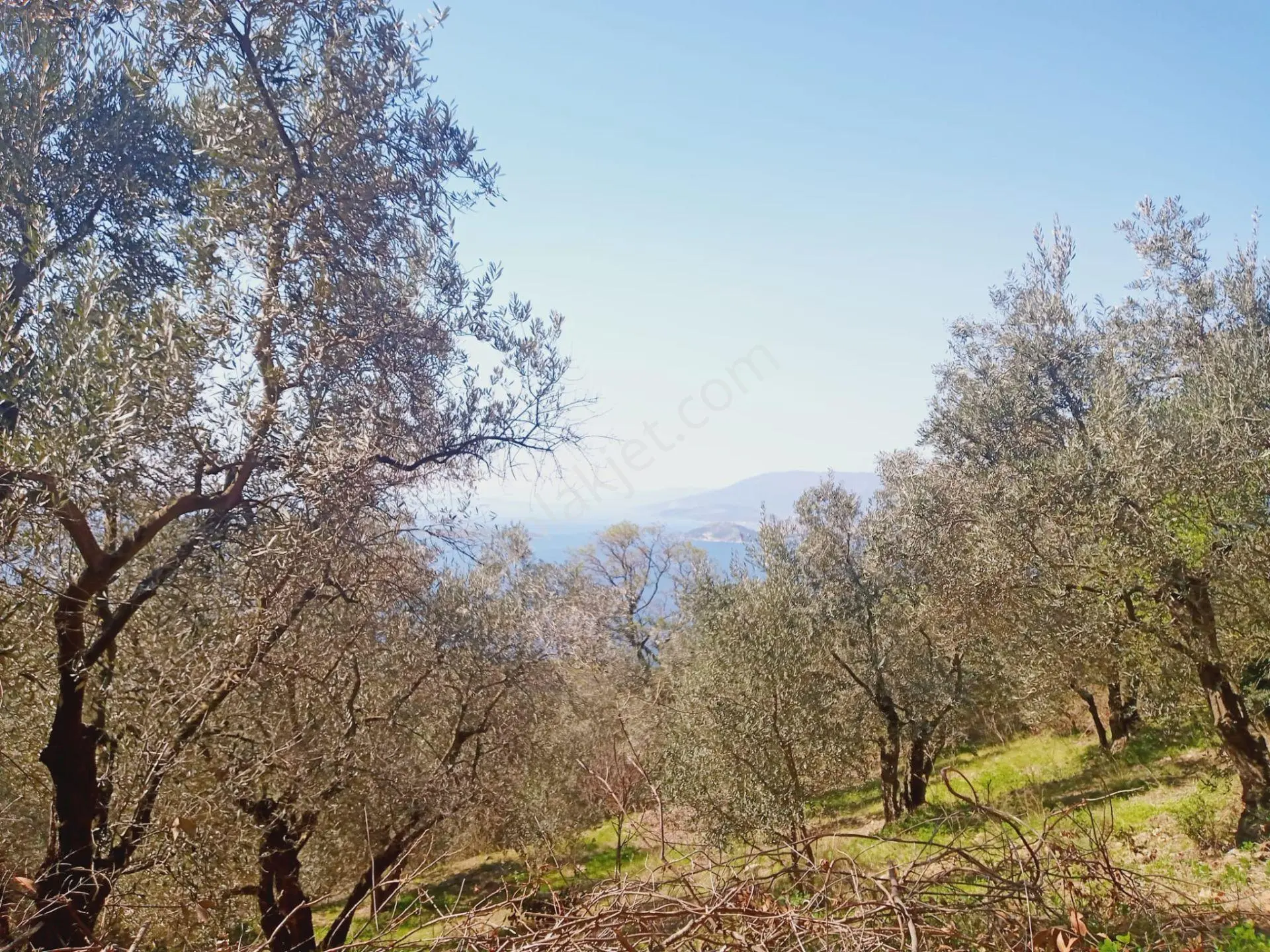 Bandırma Edincikte 1188 M Zeytinlik — fotoğraf 9