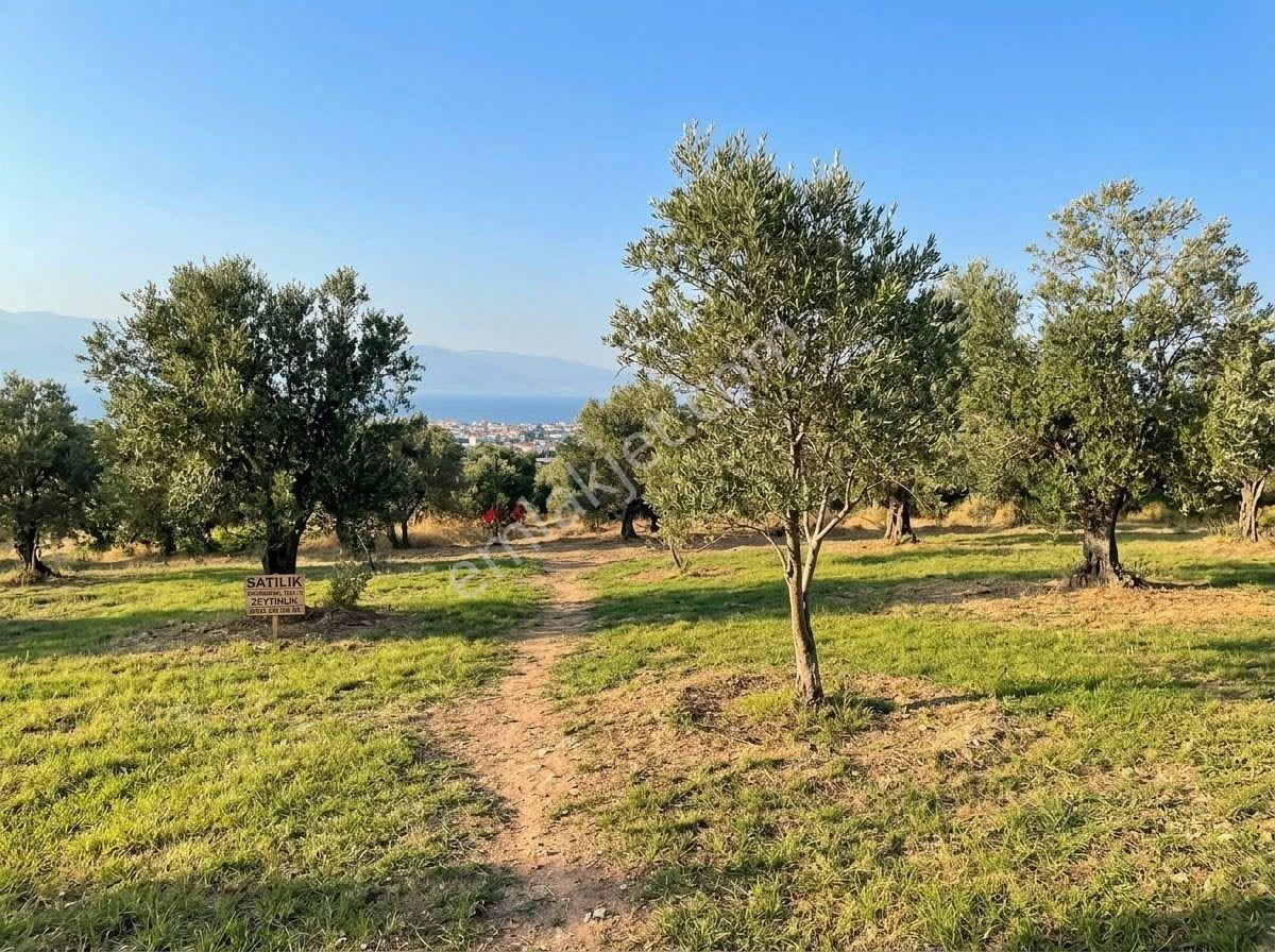 ꧁Ay Emlaktan꧂Havran Kocaseyitte Yatırım Fırsatı Satılık 2420M2 Zeytinlik