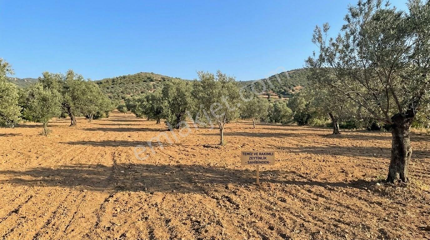 ꧁ay Emlaktan꧂havran Kocaseyitte Yatırım Fırsatı Satılık 2420m2 Zeytinlik — fotoğraf 2