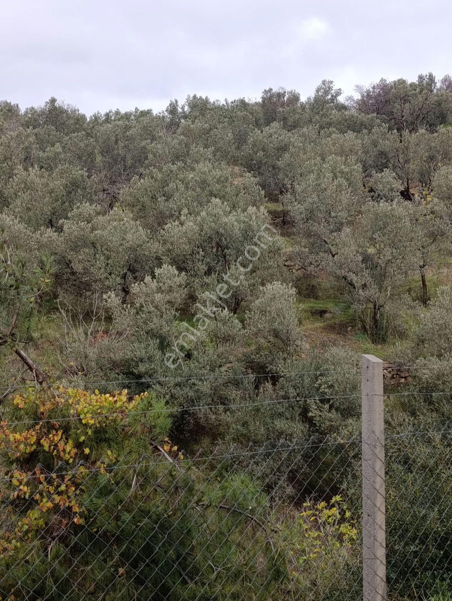 ꧁ay Emlaktan꧂havran Kocaseyitte Yatırım Fırsatı Satılık 2420m2 Zeytinlik — fotoğraf 3